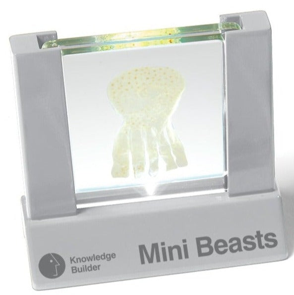 Mini beast Viewer Kit - REDUCED TO CLEAR!