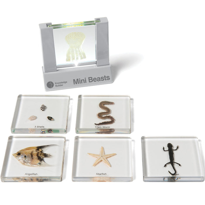 Mini beast Viewer Kit - REDUCED TO CLEAR!