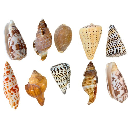 Exotic shells