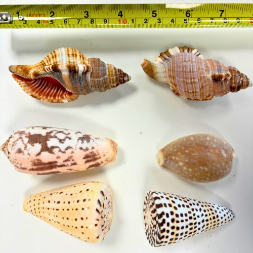 Exotic shells