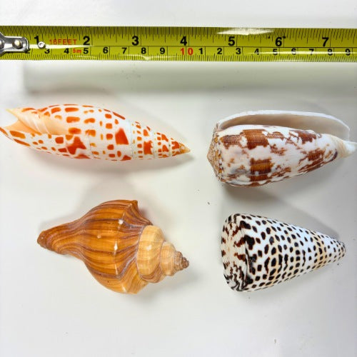 Exotic shells