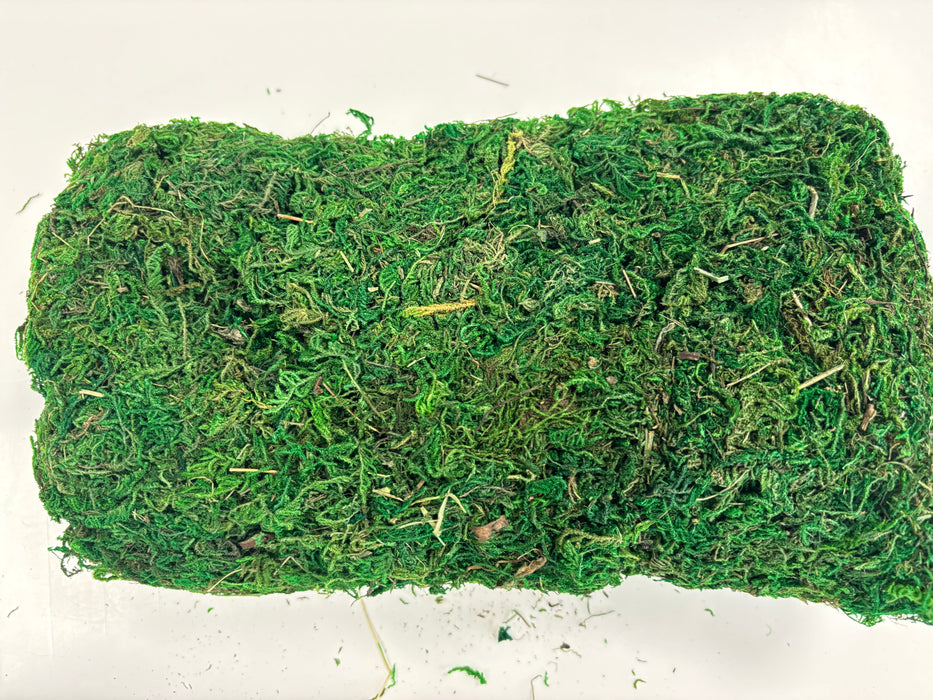 Natural Moss in a Bag - 100g