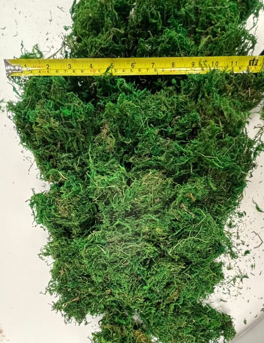 Natural Moss in a Bag - 100g