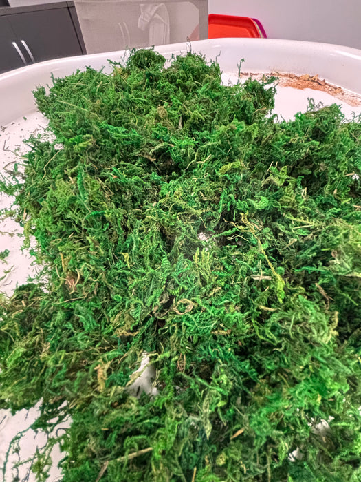 Natural Moss in a Bag - 100g