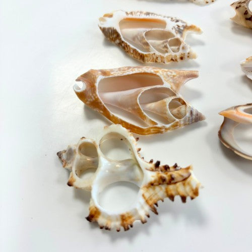 Shell Slices