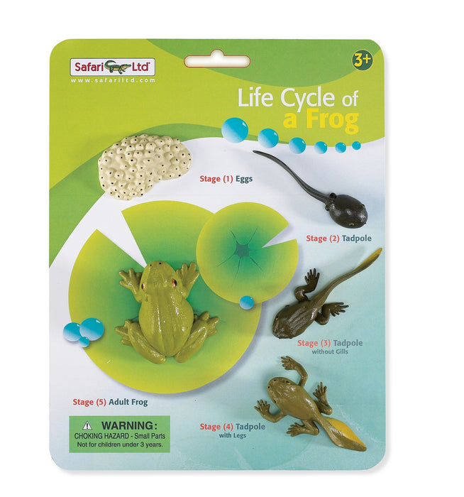 Life Cycle of a Frog